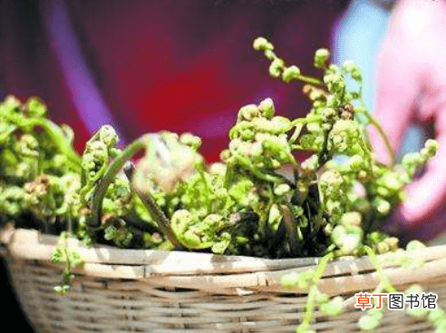 【阳台】蕨菜阳台盆栽方法介绍有哪些？