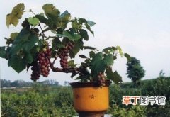 【葡萄】盆栽葡萄的管理方法有哪些？