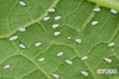 【方法】非洲菊长虫子怎么办有哪些解决方法？