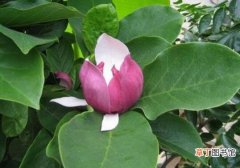 【玉兰】怎样使紫玉兰开花有哪些方法？