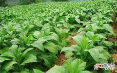 【种植】烟草种植可以使用的农药有哪些？