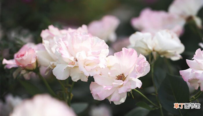 【月季花】香味最浓的月季花品种 浓香月季品种有哪些