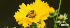 【花】花的传粉方式有哪四种 花传粉的方式有哪些