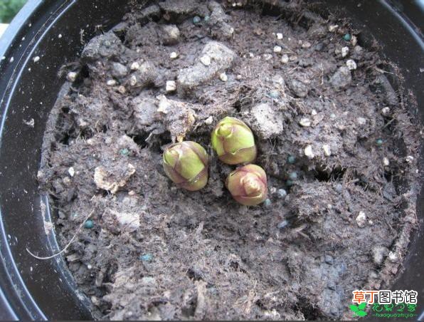 【百合】盆栽“百合花”种植方法有哪些？