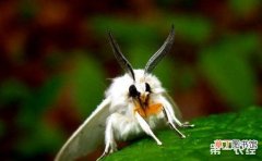 【防治】美国白蛾的危害特征和防治方法有哪些？