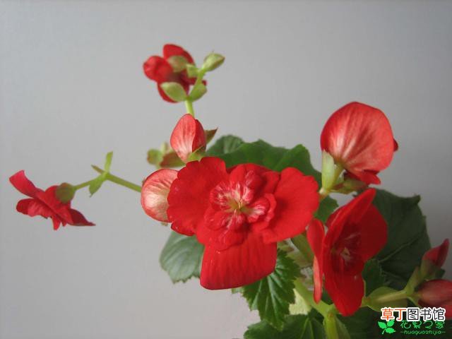 【盆栽】四季海棠盆栽的养护方法有哪些？