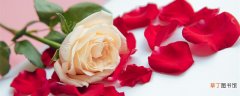 【花语】19朵玫瑰花的花语是什么 19朵玫瑰花的花语是什么意思