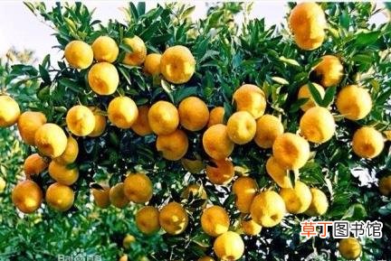 【图片】福建省永春芦柑图片有哪些？