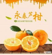 【图片】福建省永春芦柑图片有哪些？