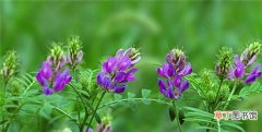 【花】紫花苜蓿草的栽培方法有哪些？