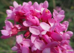 【繁殖】紫薇的养殖和繁殖方法有哪些？