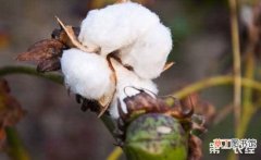 【花】棉花怎么种植？不同生长期棉花的生育特点和栽培技术有哪些？