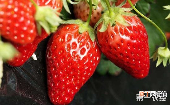 【草莓】如何种植草莓？草莓的高产高效栽培技术要点有哪些？