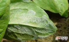 【大棚】冬季大棚莴苣霜霉病的危害及防治有哪些？