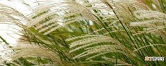 【种植】芦竹和芦苇是一种植物吗 芦苇和芦竹的区别