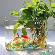 【植物】水培植物花盆里养鱼，有哪些注意事项？
