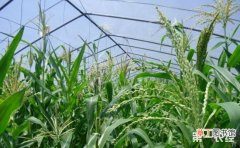 【玉米】大棚玉米怎么种植？大棚甜玉米的栽培技术要点有哪些？