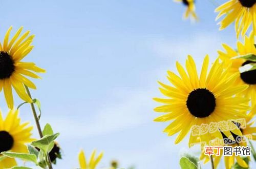【花】太阳花的养殖方法有哪些？