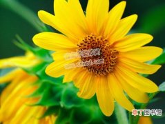 【花】太阳花的养殖方法有哪些？