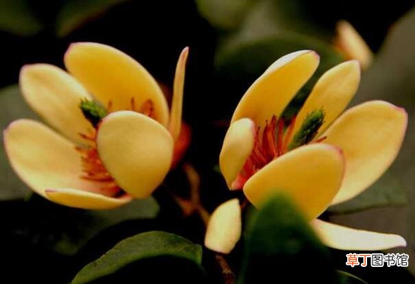 【含笑花】含笑花怎么繁殖，盆栽含笑花的繁殖方法有哪些？
