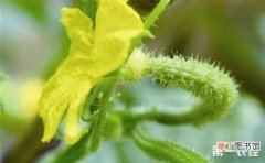 【原因】小黄瓜“掐腰”的原因及防治方法有哪些？