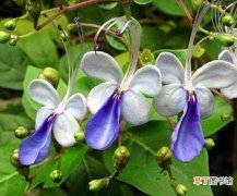 【花】蓝蝴蝶花繁殖方法有哪些？