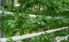 【无土栽培】芹菜的无土栽培技术有哪些？