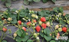 【大棚】冬季大棚草莓的栽培技术要点有哪些？