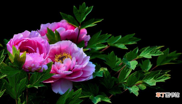 【牡丹花】芍药花牡丹花怎么区分 如何区分牡丹花和芍药花