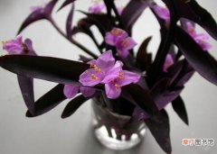 【紫罗兰】紫鸭趾草与紫罗兰差别有哪些？