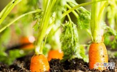 【萝卜】胡萝卜的无公害高效种植技术有哪些？