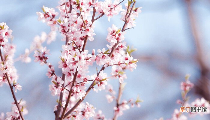 【杏】桃树杏树什么季节开花 桃树和杏树什么季节开花