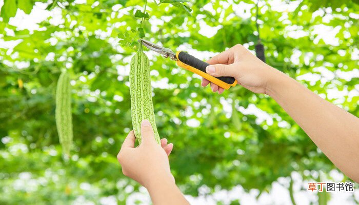【种植】赖葡萄怎么种植与施肥 赖葡萄如何种植与施肥