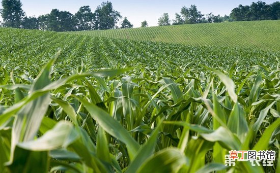 【生长】玉米各个生长期的田间管理技术有哪些？