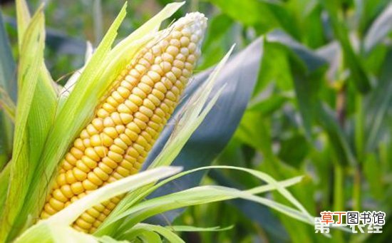 【生长】玉米各个生长期的田间管理技术有哪些？