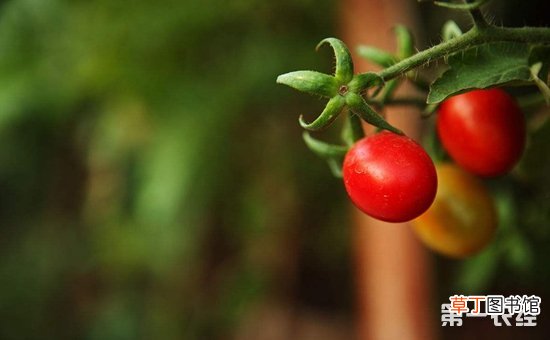 【桃】樱桃番茄的田间管理技术要点有哪些？