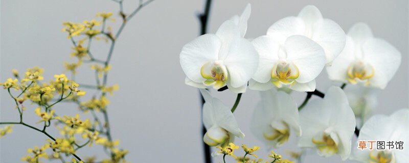【象征】兰花象征什么 兰花象征什么品质