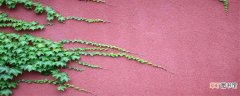 【缠绕】攀缘茎和缠绕茎的相同点和不同点 攀缘茎和缠绕茎的相同点和不同点