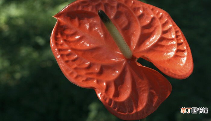 【花】红掌花的寓意是什么意思 红掌的寓意