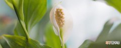 【花】一帆风顺的花放在哪里合适 白鹤芋的养殖方式