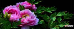 【牡丹花】万花之王指的是什么花 牡丹花被称为什么
