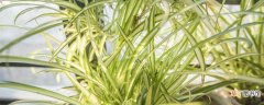 【种植方法】金线莲种植方法 金线莲种植方法有哪些