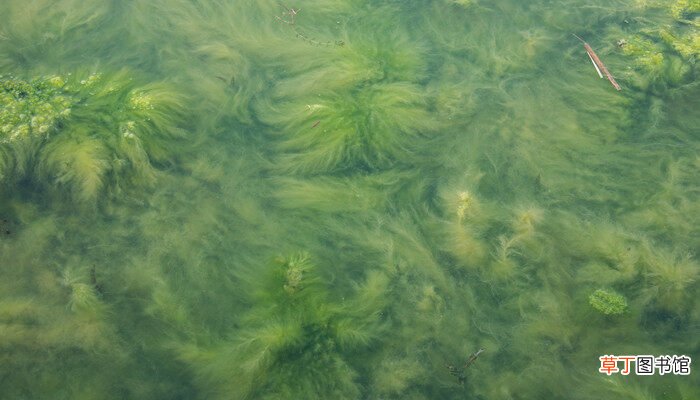 【植物】蓝藻是植物吗 蓝藻是是不是植物