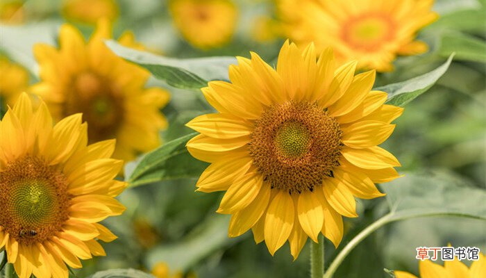 【品种】观赏向日葵有几个品种 观赏向日葵品种及名称