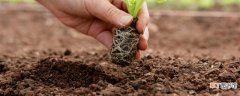 【土壤】土暴晒一天可以杀菌吗 土壤消毒最适合的时间