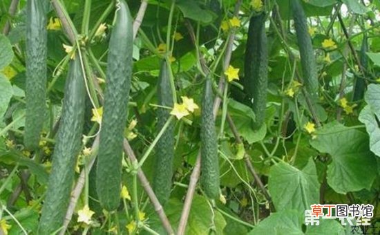 【黄瓜】日光温室越冬茬黄瓜的栽培技术要点有哪些？