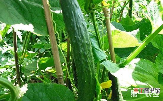 【黄瓜】日光温室越冬茬黄瓜的栽培技术要点有哪些？