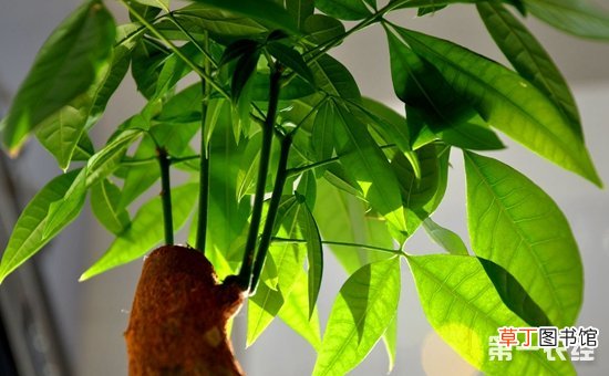 【盆栽】8种常见盆栽植物的冬季养护要点有哪些？
