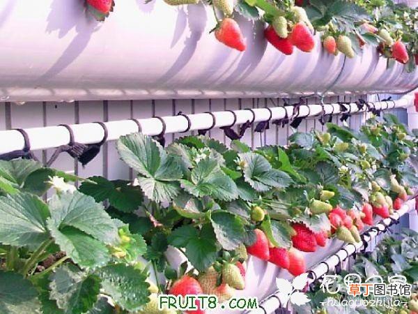【种植】草莓种植技术有哪些？