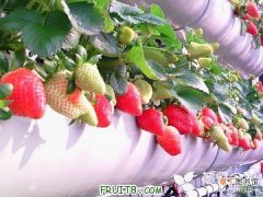 【种植】草莓种植技术有哪些？